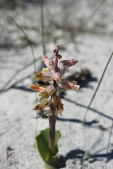 Lachenalia variegata