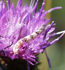 Eupithecia satyrata