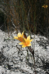 Romulea schlechteri