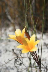 Romulea schlechteri