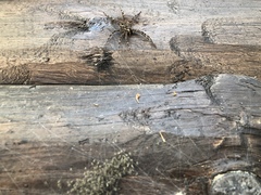 Dolomedes scriptus