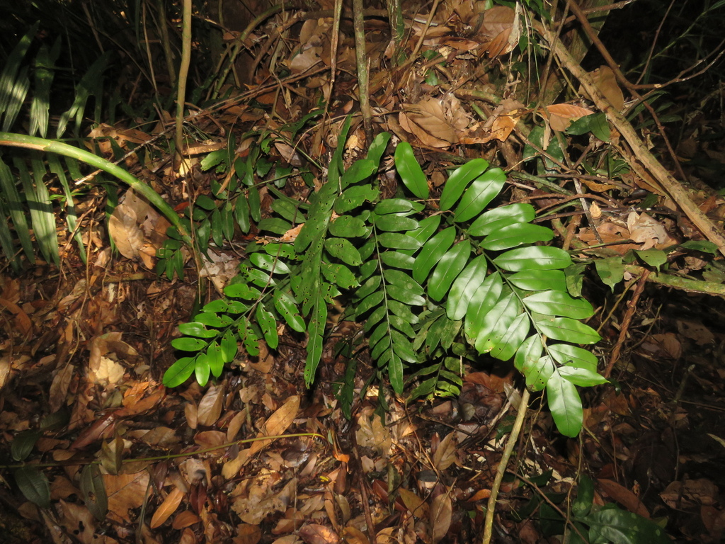 Süsswassertang