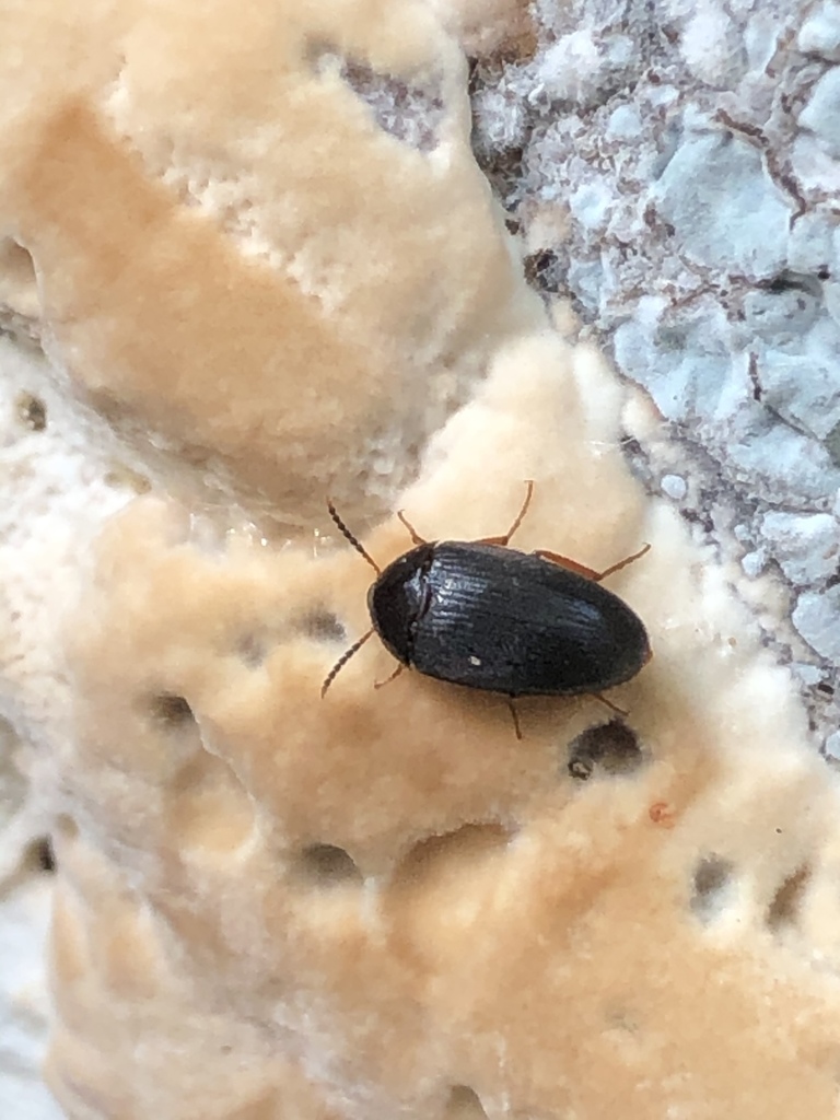 Eustrophopsis bicolor