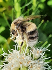 Bombus lucorum