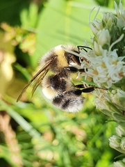 Bombus lucorum
