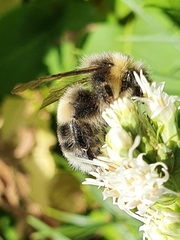 Bombus lucorum