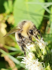 Bombus lucorum