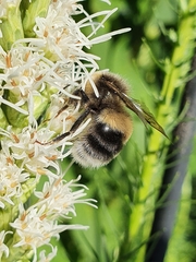 Bombus lucorum