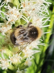 Bombus lucorum