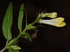 Melampyrum pratense commutatum