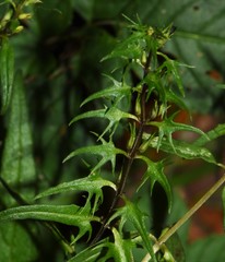 Melampyrum pratense commutatum