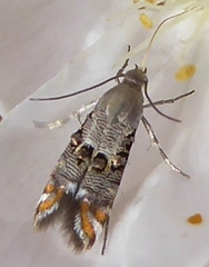Lithariapteryx abroniaeella