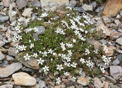 Arenaria biflora