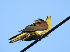 White-Bellied Green Pigeon photo 4