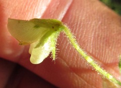 Desmodium ochroleucum