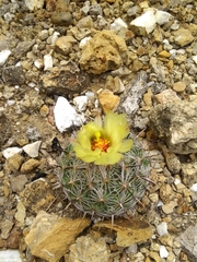 Coryphantha pallida