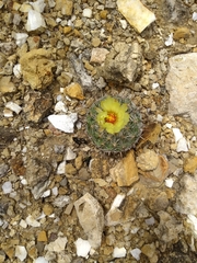 Coryphantha pallida