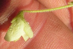 Desmodium ochroleucum