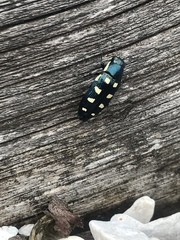 Buprestis octoguttata