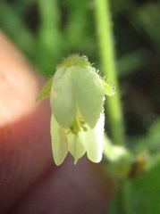 Desmodium ochroleucum