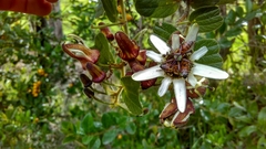 Passiflora bogotensis