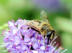 Eristalis tenax