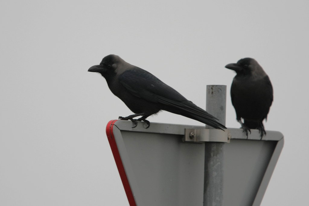 House Crow