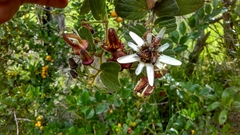 Passiflora bogotensis