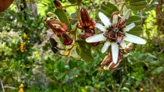 Passiflora bogotensis