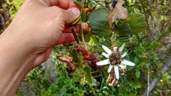 Passiflora bogotensis