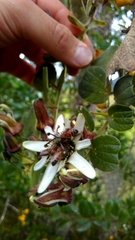 Passiflora bogotensis