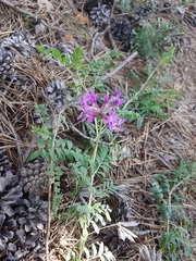 Astragalus suffruticosus