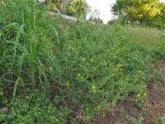 Heterotheca subaxillaris subaxillaris