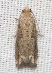 Epiblema abruptana