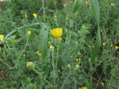 Heterotheca subaxillaris subaxillaris