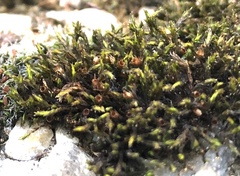 Schistidium crassipilum