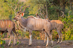 Greater Kudu - Photo (c) Roelof van der Breggen, some rights reserved (CC BY-NC), uploaded by Roelof van der Breggen