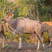 Greater Kudu - Photo (c) Roelof van der Breggen, some rights reserved (CC BY-NC), uploaded by Roelof van der Breggen