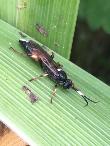 Ichneumon suspiciosus