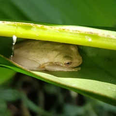 Dendropsophus bogerti