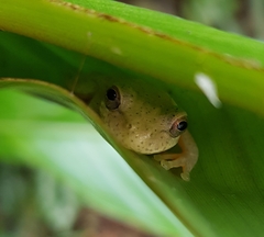 Dendropsophus bogerti