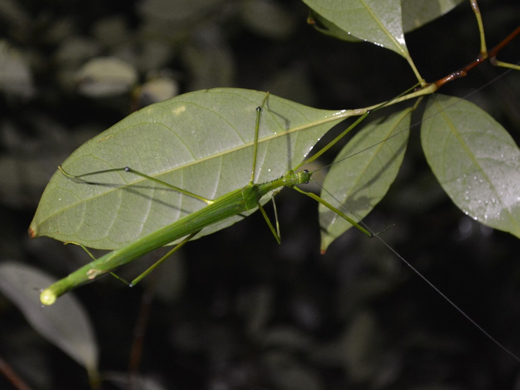 Gargantuoidea phaetusa