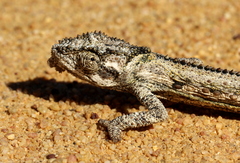 Bradypodion occidentale