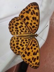 Timelaea maculata