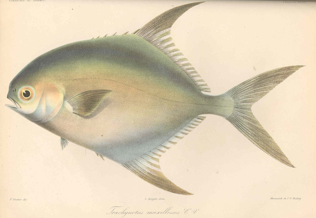 Galloon Pompano