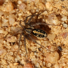 Ammoxenus
