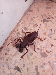 Mastigoproctus vandevenderi