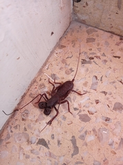 Mastigoproctus vandevenderi