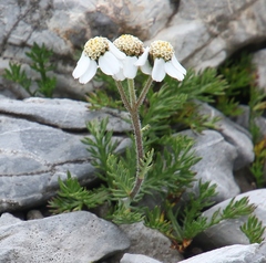 Achillea erba-rotta