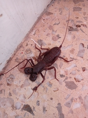 Mastigoproctus vandevenderi